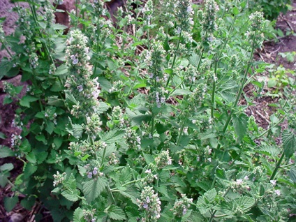 Catnip fotó, leírás, mire való (cat) Catnip fotó, leírás, miért van szükség