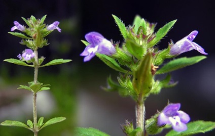 Catnip fotó, leírás, mire való (gyöngymenta: előny vagy kár?) Catnip fotó, leírás, miért van szükség