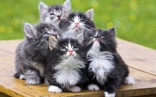 Cat kérdezi egy macska (cica) Cat kérdezi macska