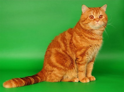 A piros szín a brit macska