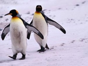 Egy összefoglaló a pingvinek