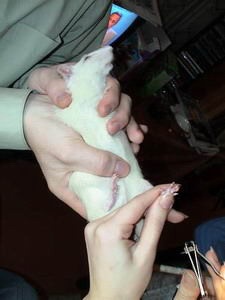 Patkány manikűr - krysomaniya - Közösségi krysolyubov (rat) Patkány manikűr - krysomaniya - Közösségi krysolyubov