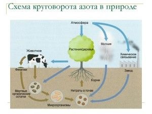 Circulation anyagok a bioszférában szén, a nitrogén, víz, oxigén, foszfor, kén