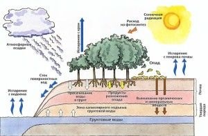 Circulation anyagok a bioszférában szén, a nitrogén, víz, oxigén, foszfor, kén