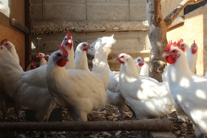 Csirkék Cornish tartalom, és tenyészteni a tenyésztési termelékenység