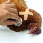Tyúkok Cornish, vásárlás csirkék hústermelés nehézsúlyú