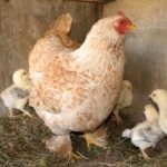 Tyúkok Cornish, vásárlás csirkék hústermelés nehézsúlyú