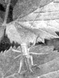 Коник співочий (tettigonia cardans)