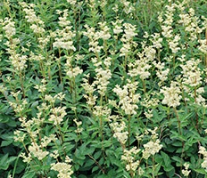 Meadowsweet (Filipendula) gyógyszer tulajdonságait, és ellenjavallatok (kezelés) Meadowsweet (Filipendula) terápiás tulajdonságainak és ellenjavallatok