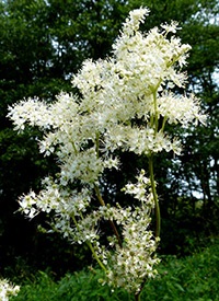 Meadowsweet (Filipendula) és ellenjavallatok terápiás tulajdonságokkal (tulajdonságok) Meadowsweet (Filipendula) terápiás tulajdonságainak és ellenjavallatok