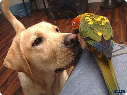 Labrador, labrador kutya fajta képek (fotók labrador kutya fajta) Labrador, labrador kutyafajták képek