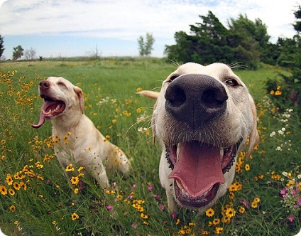 Labrador, fotók Labrador (Labrador) Labrador, labrador kutyafajták képek