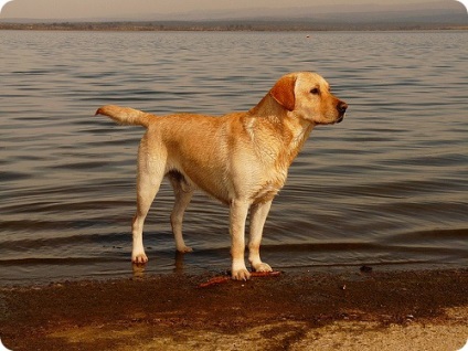 Labrador, fotók Labrador (Labrador) Labrador, labrador kutyafajták képek