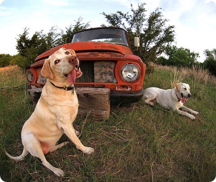 Labrador, fotók Labrador (Labrador) Labrador, labrador kutyafajták képek