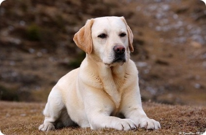 Labrador, labrador kutya fajta képek (fotók labrador kutya fajta) Labrador, labrador kutyafajták képek