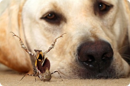 Labrador, fotók Labrador (Labrador) Labrador, labrador kutyafajták képek
