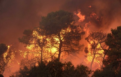 Wildfire, hogyan kell menekülni (Forest) Wildfire, hogyan kell menekülni
