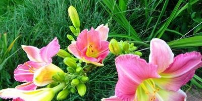 Daylily ültetés, tenyésztés, földművelés, gondoskodás