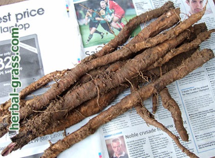 Bojtorján (bojtorján) - a fotó, használat, hasznos, gyógyító tulajdonságokkal, ellenjavallatok,