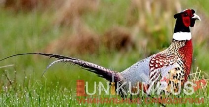 Elkapta fácánok használata nélkül halálos fegyverek (hely) Elkapta fácánok használata nélkül halálos fegyverek