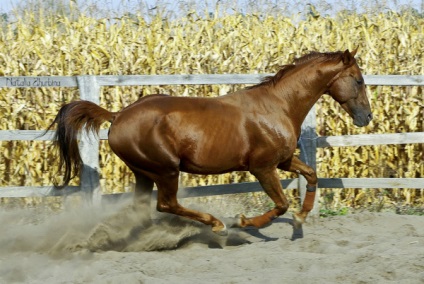 Maximális sebessége milyen gyors a ló vágtató lovak