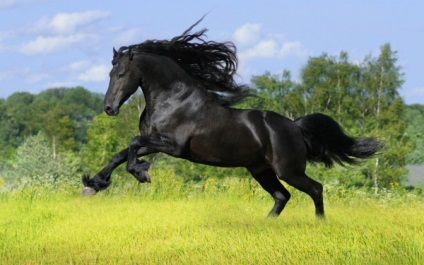 Maximális sebessége milyen gyors a ló vágtató lovak