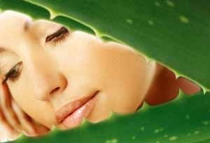 A maszk aloe receptek és ellenjavallatok (aloe) A maszk aloe receptek és ellenjavallatok