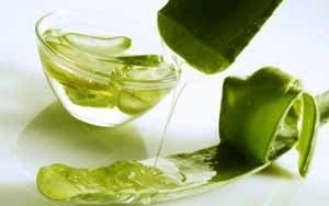 A maszk aloe receptek és ellenjavallatok (maszk aloe aloe otthon akne ráncok) A maszk aloe receptek és ellenjavallatok
