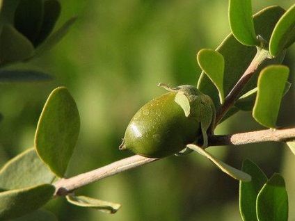 Jojobaolaj haj alkalmazási technikák (jojoba) Jojobaolaj haj alkalmazási technikák
