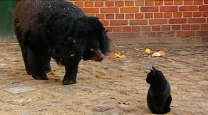 Bear and cat (medve) Bear and cat