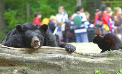 Bear and cat (medve) Bear and cat