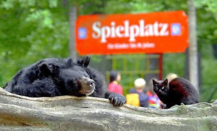 Bear and cat (medve) Bear and cat