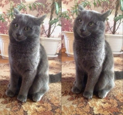 Meme macska képek (mém macska fotó) Cat mém fotó