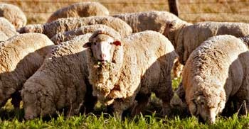 Merino fonal magas fogyasztói minőség, online áruház olasz fonal (merinó) Merino fonal magas fogyasztói minőség, online áruház olasz fonal
