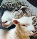 Merino fonal magas fogyasztói minőség, online áruház olasz fonal (fogyasztó) Merino fonal magas fogyasztói minőség, online áruház olasz fonal