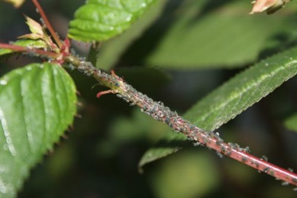 Folk jogorvoslati hangyák telken hatékony módszerek (Folk) Folk jogorvoslati hangyák a rész hatékony módszerek