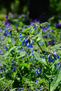 Comfrey tinktúra alkalmazása, előkészítés, ellenjavallatok