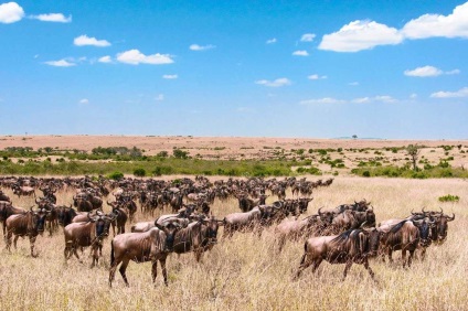 Serengeti Nemzeti Park 1 (Park) Serengeti Nemzeti Park 1