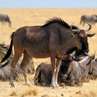 Serengeti Nemzeti Park 1 (tartják az egyik legnagyobb) Serengeti Nemzeti Park 1