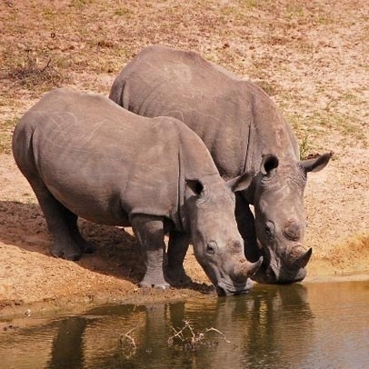 Serengeti Nemzeti Park 1 (tartják az egyik legnagyobb) Serengeti Nemzeti Park 1
