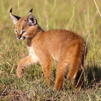 Serengeti Nemzeti Park 1 (a legnagyobb veszélyes) Serengeti Nemzeti Park 1