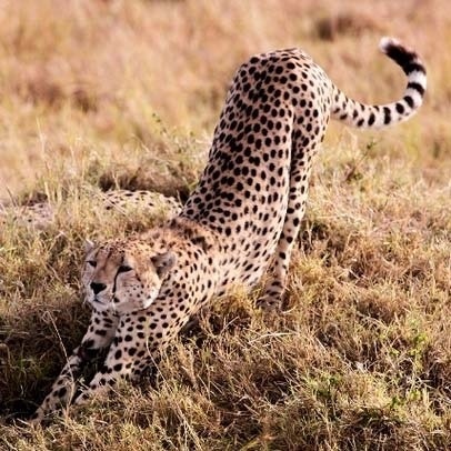 Serengeti Nemzeti Park 1 (Serengeti) Serengeti Nemzeti Park 1