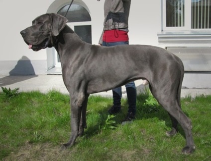 Great Dane, Encyclopedia of kutya (A történet a Great Dane) Great Dane, Encyclopedia of kutyák