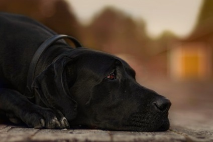 Great Dane, Encyclopedia of kutya (német) Great Dane, Encyclopedia of kutyák