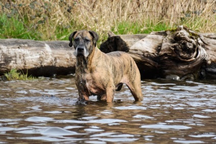 Great Dane, az enciklopédia a kutya (Great Dane fajta leírás) Great Dane, Encyclopedia of kutyák