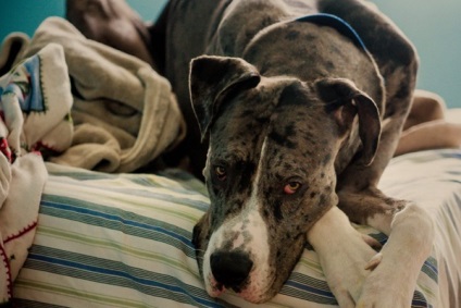 Great Dane, az enciklopédia a kutya (Great Dane szín) Great Dane, Encyclopedia of kutyák