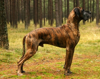 Great Dane, az enciklopédia a kutya (Great Dane) Great Dane, Encyclopedia of kutyák