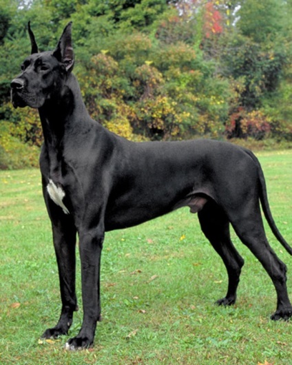 Great Dane, az enciklopédia a kutya (Great Dane szín) Great Dane, Encyclopedia of kutyák
