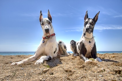 Great Dane leírás, fotók, képzés (ez esetben) Great Dane leírás, fényképek, az oktatás