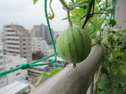 Több lehetőség is növekedni görögdinnye az erkélyen